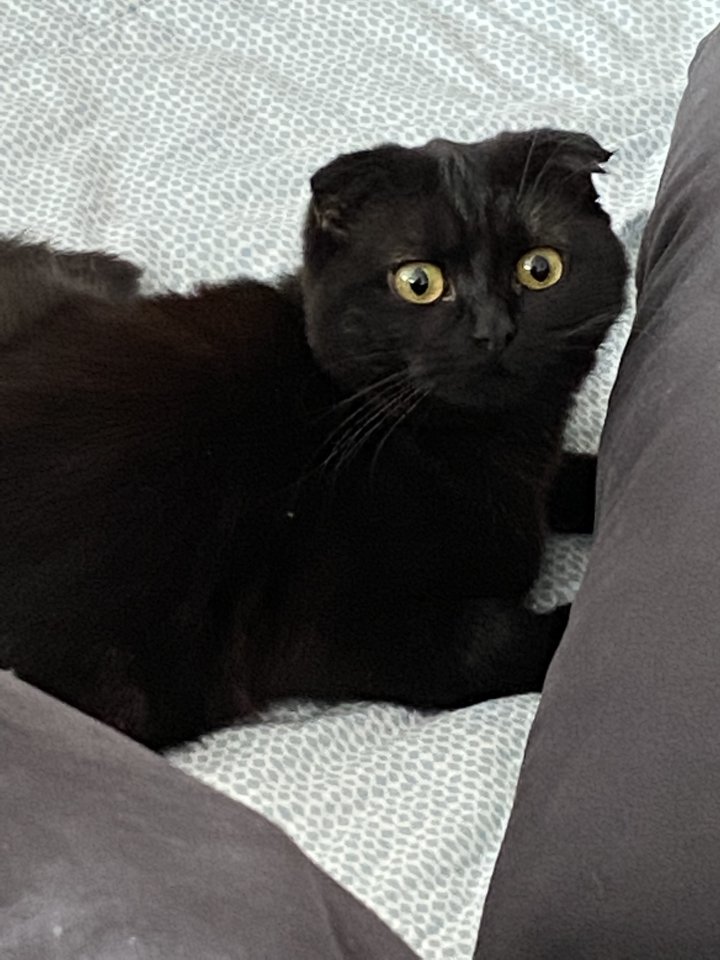 Scottish Fold Kater ca 7 Monate alt - Katzen - Düren