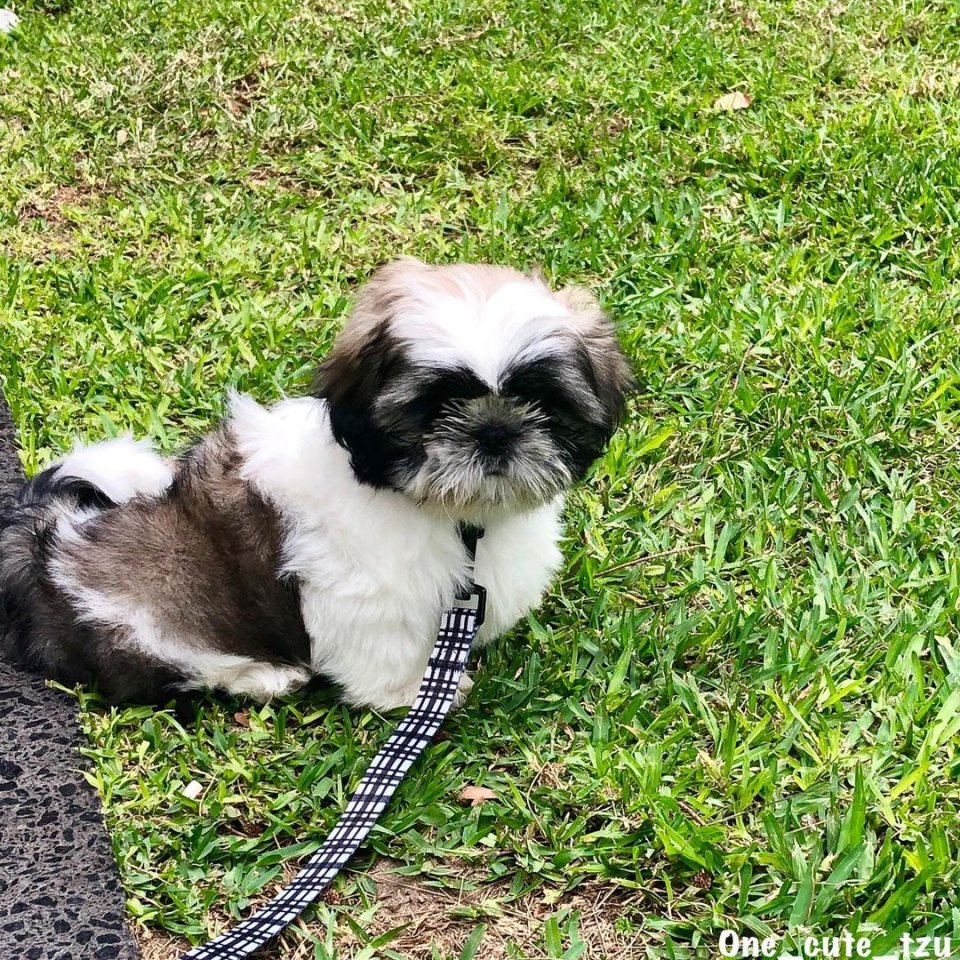 Reinrassige Shih Tzu-Welpen - Hunde - Zurich
