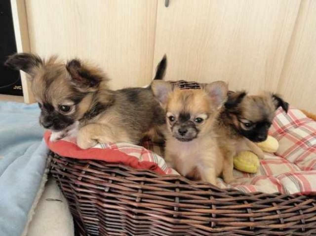 Wunderschöne und Bildhübsche-Chihuahuawelpen-langhaar mit Papiere++  - Hunde - Frankfurt