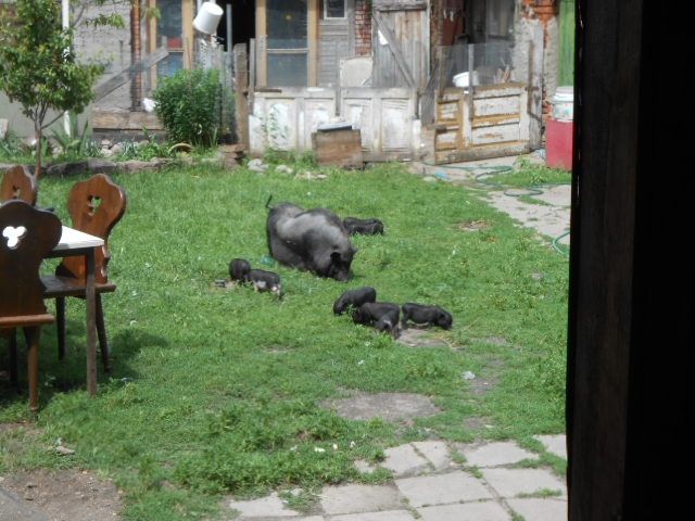 Minischweine - Sonstige Haustiere - Schönewalde