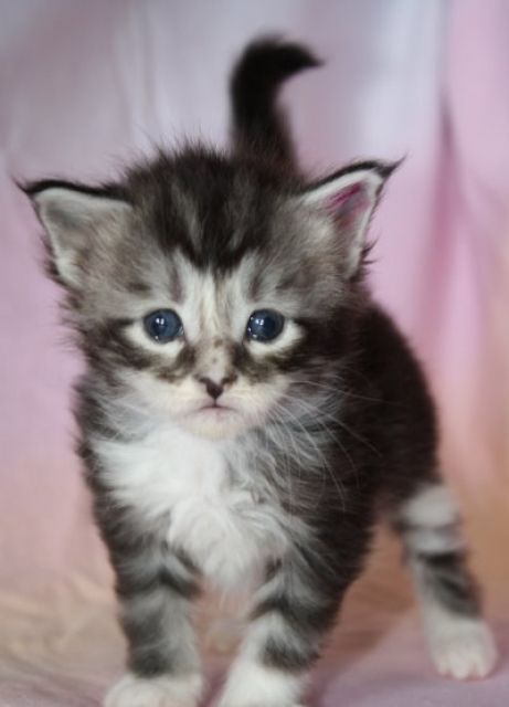 Maine Coon Katzenkinder - Katzen - Braunschweig