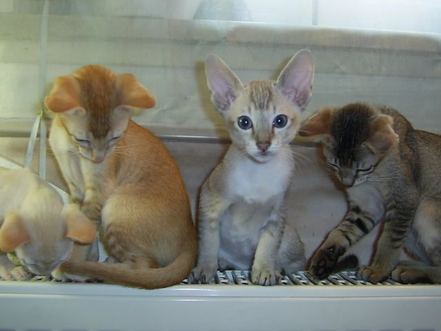 Orientalisch Kurzhaar (OKH)-MIX Kitten  - Katzen - Frankfurt