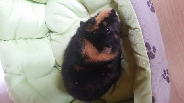 6 süße Meerschweinchen abzugeben - Meerschweinchen - Köhlen