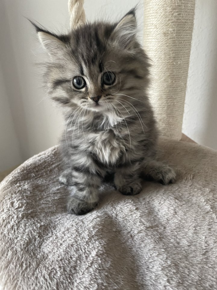 Perserkätzchen mit kleiner Nase - Katzen - Werdau