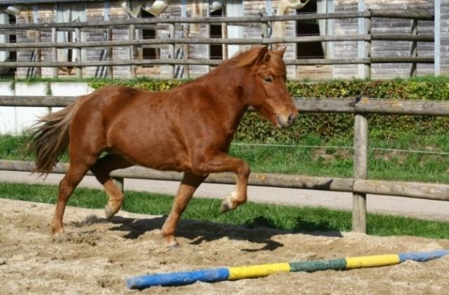 Reitbeteiligung auf Isländer Stute - Reitbeteiligung - Weiler