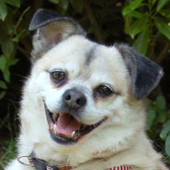 Fitz - männlich 10 Jahre 38 cm 11 kg Mops-Mix Gechipt Kastriert - Hunde - Lauf an der Pegnitz