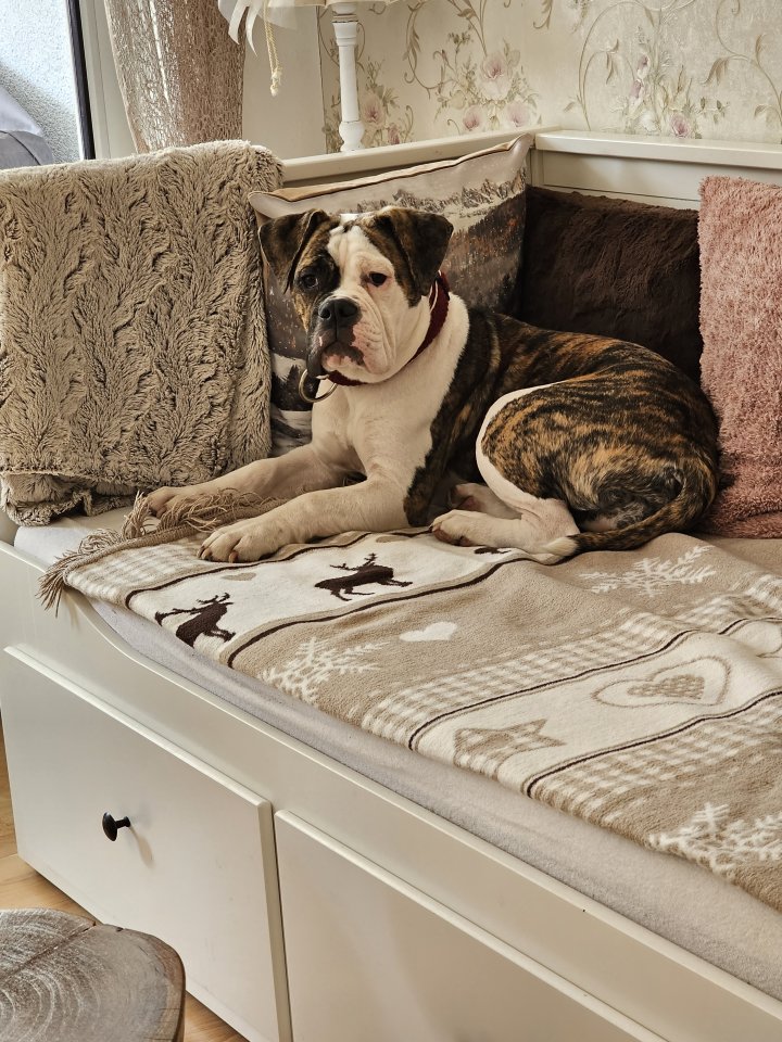 Junghündin old Englisch Bulldogge/Boxer Mix sucht ihr Eigenheim - Hunde - Winnenden