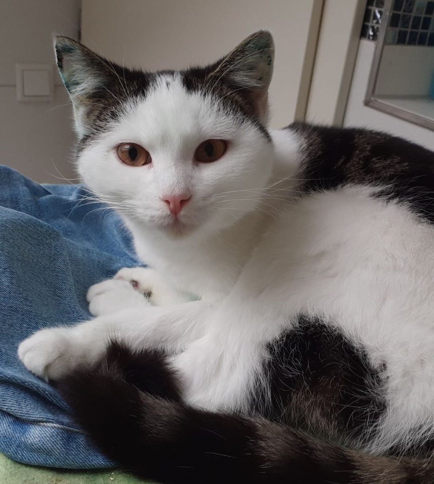 Tony – verschmuster Kater sucht dringend liebevolles Zuhause! (aus dem Tierschut - Katzen - Kissing