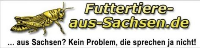 Futterinsekten ab 1,15€/Dose - Insekten - Hainichen