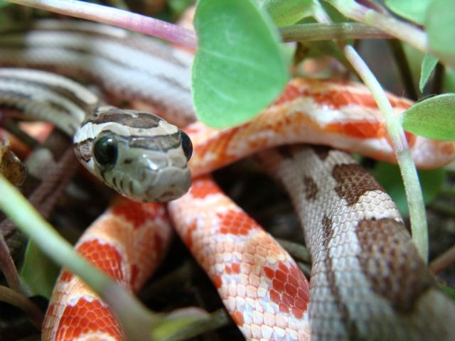 Kornnatterpärchen mit Terrarium zu verkaufen - Reptilien - Berlin
