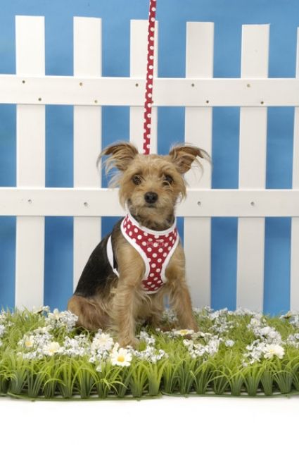 Hundegeschirr/Hunde-Designermode - die neue Kollektion 2008 ist da ! - Zubehoer für Haustiere - Castrop-Rauxel