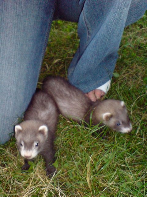 Zwei Frettchen- Er und Sie, Geschwister- 7 Wochen alt suchen liebevolle Eltern - Sonst Nagetiere - Köln