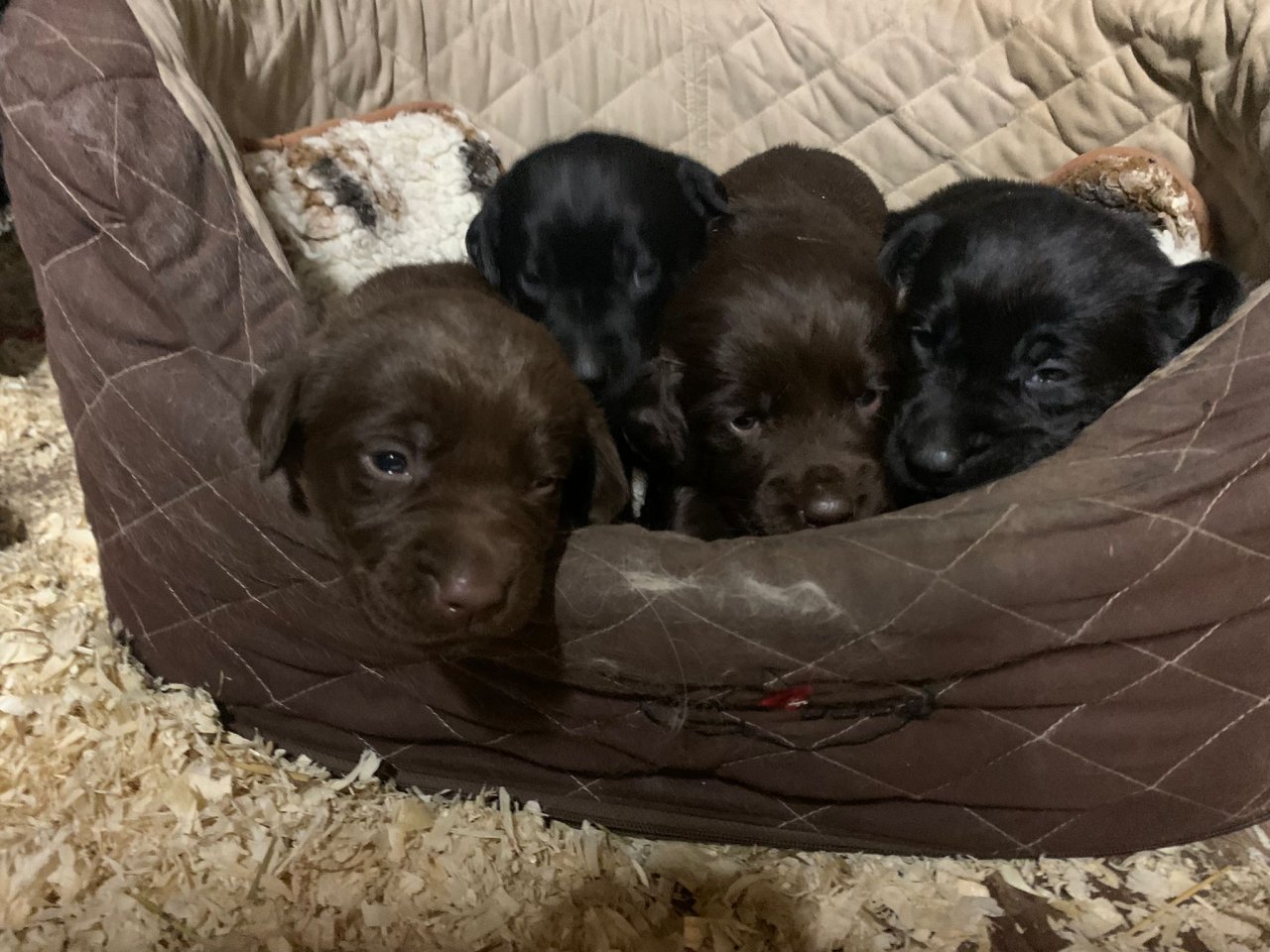 Labrador x Golden Retriever Welpen zu verkaufen - Hunde - Spahnharrenstätte