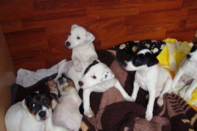 Das beste kommt zum Schluss:) Wir suchen ein LIEBEVOLLES Zuhause für unsere Wel - Hunde - Eislingen an der Fils