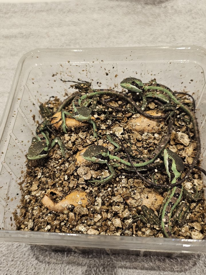 Kronenbasilisken NZ26 - Reptilien - Sinzheim