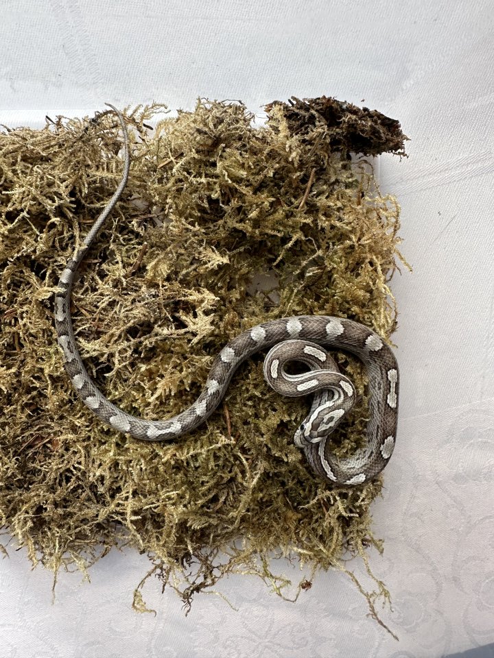 Kornnatter 0,1 Anery Caramel Motley - Reptilien - Großengottern