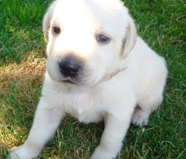 Labradorwelpen - Hunde - Sögel