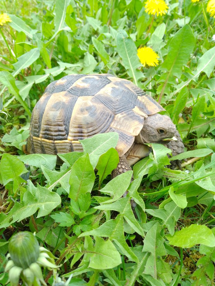 Griechische/Maurische Landschildkröte (testudo graeca) - Reptilien - Friedberg