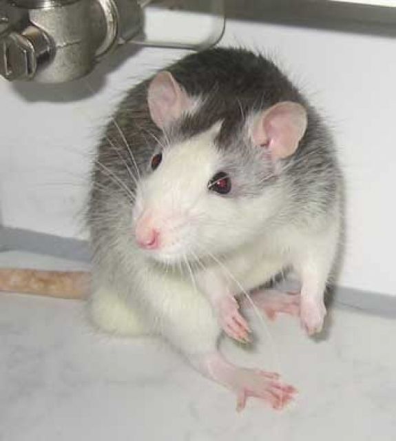 Rattebweibchen sucht neues Zuhause! - Ratten - recklinghausen