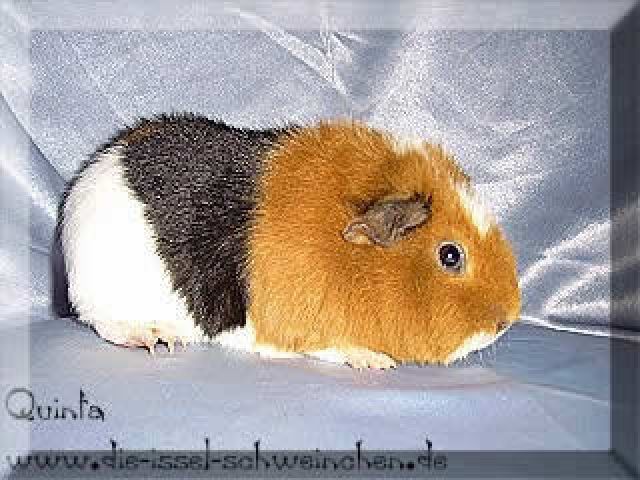 US Teddys in slate blue-gold-weiß und schildpatt-weiß abzugeben - Haustiere - Wesel