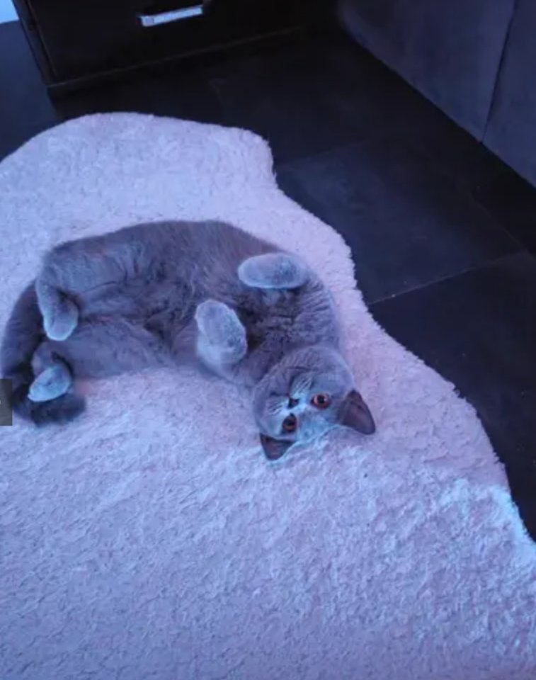 Bkh katze grau  liebevoll - Katzen - Moers