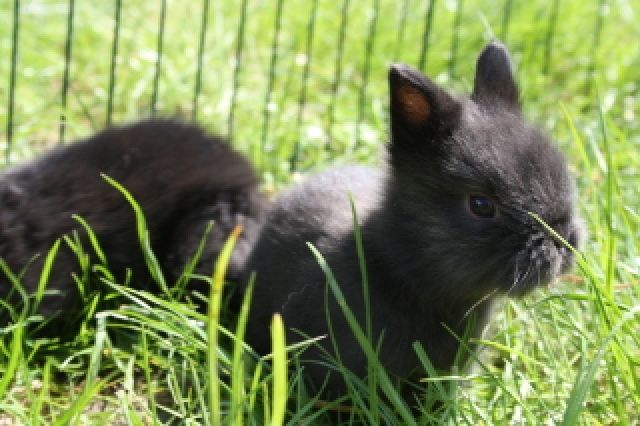 Junge Teddyzwerge suchen neues Zuhause - Hasen Kaninchen - Schwarzenbach