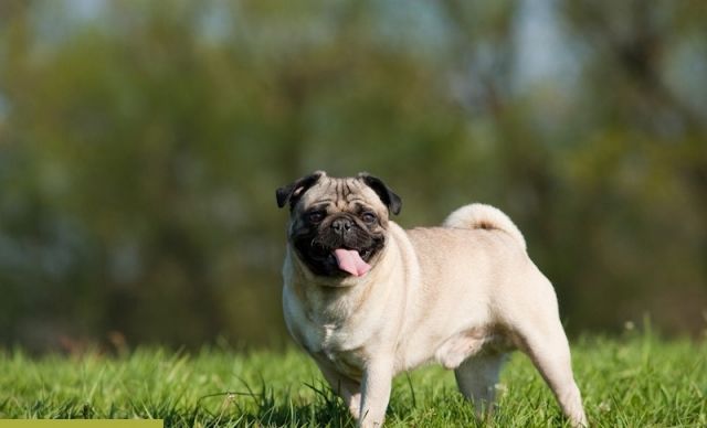 Mops Bobby sucht eine Pflegefamilie - Hunde - Kassel