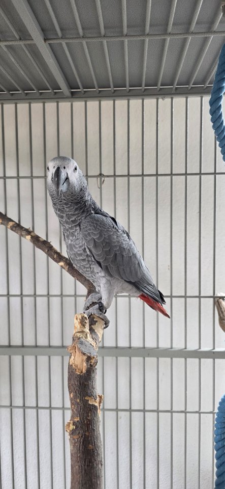 Graupapagei Hahn Handzahm - Voegel - Stadtallendorf Wolferode