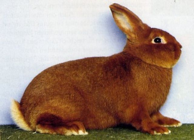 Rote Neuseeländer - Hasen Kaninchen - Wollbach