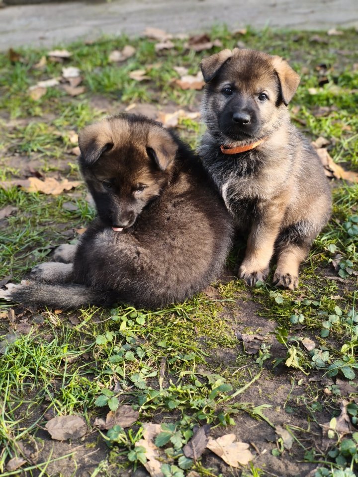 Deutsche Schäferhund Welpen - Hunde - Gronau