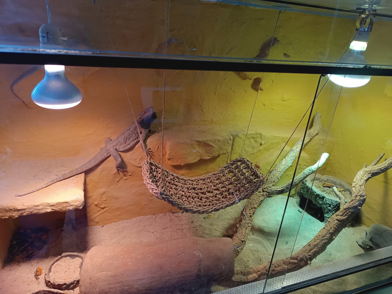 3 Bartagamen  4 und 6 Jahre alt - Reptilien - Gunzenhausen