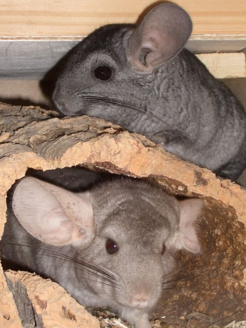 Männliches Chinchillapaar - Sonst Nagetiere - Leverkusen