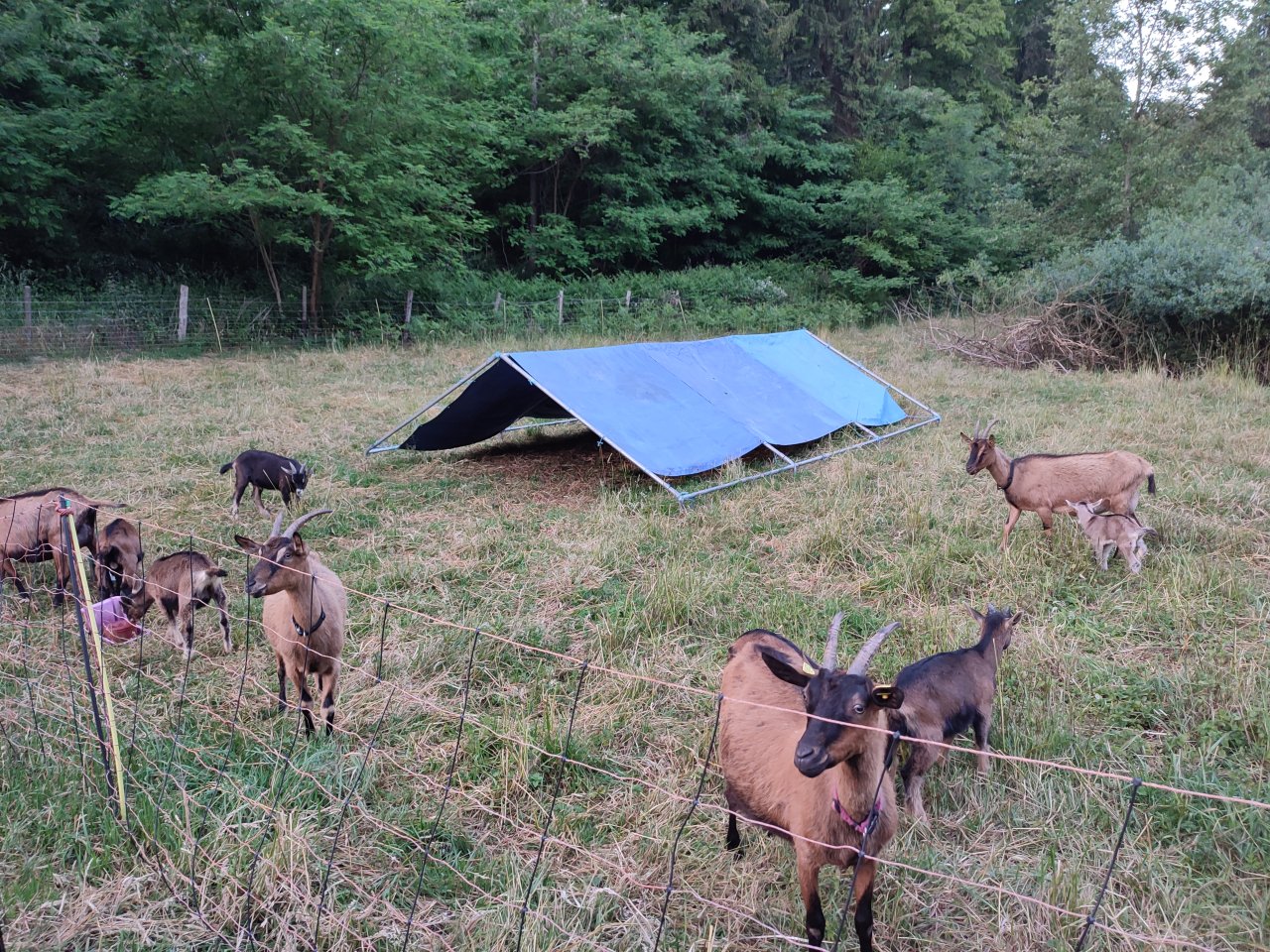 Milchziegenherde BDE/WDE - Nutztiere - Leichlingen