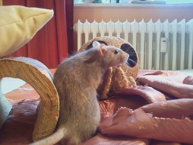 ratte zu verschenken