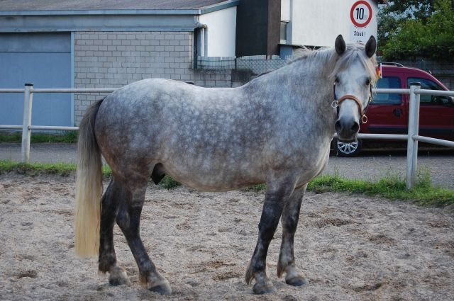 Reitbeteiligung auf Percheron Mix - Reitbeteiligung - Maintal