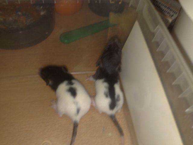 Verkaufe Süßen Ratten-Nachwuchs - Ratten - bremen