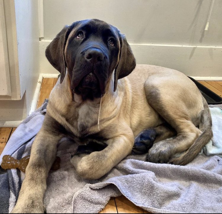 Englische Mastiff - Welpen - aus liebevoller Familienaufzucht - Hunde - Moers