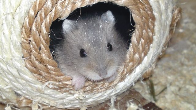 Süße kleine Dsungarische Zwerghamster abzugeben - Hamster - Uder