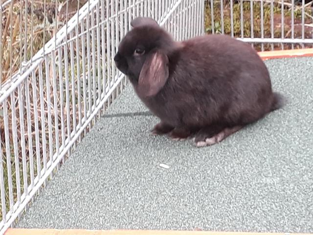 Zwergwidder - Nagetiere Allgemein - Borgentreich