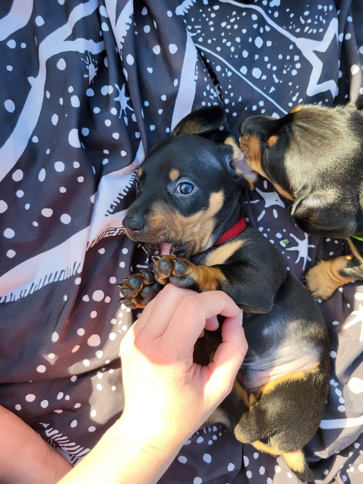 Dackel Welpen / Rüden /  Kurzhaar / Schwarz - Hunde - Zusmarshausen
