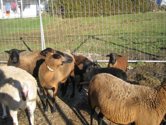 Barbados black belly - Sonstige Nutztiere - Neukirchen Hl. Blut  