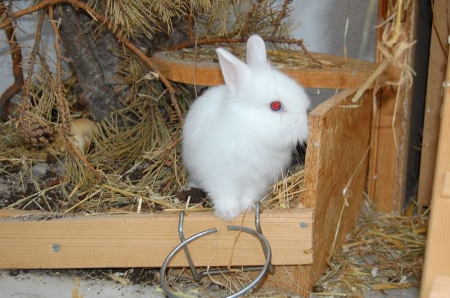 Nestjunge Zwergkaninchen - Hasen Kaninchen - 