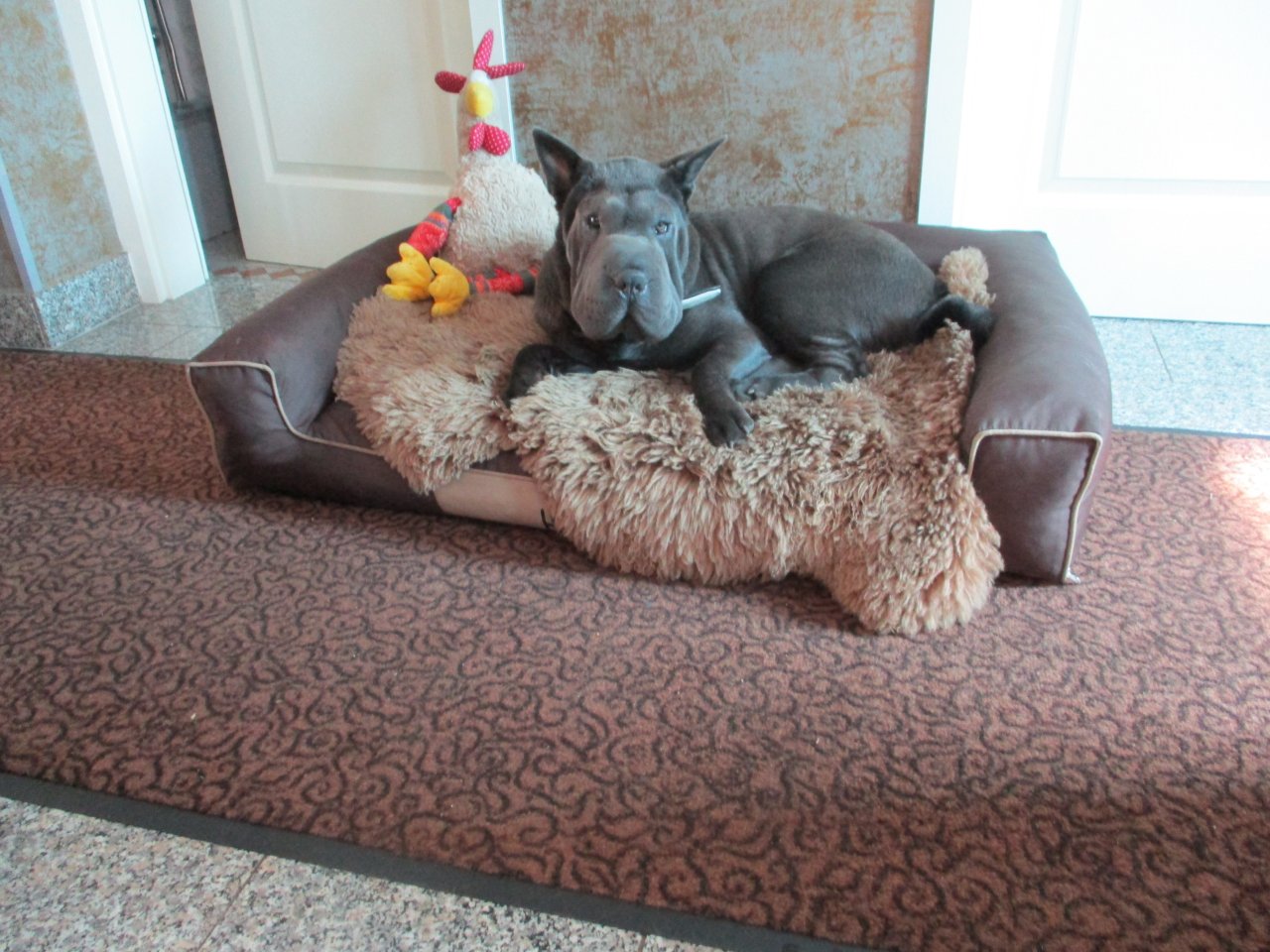 Shar-Pei Hündin 9 1/2 Monate - Hunde - Bernsdorf