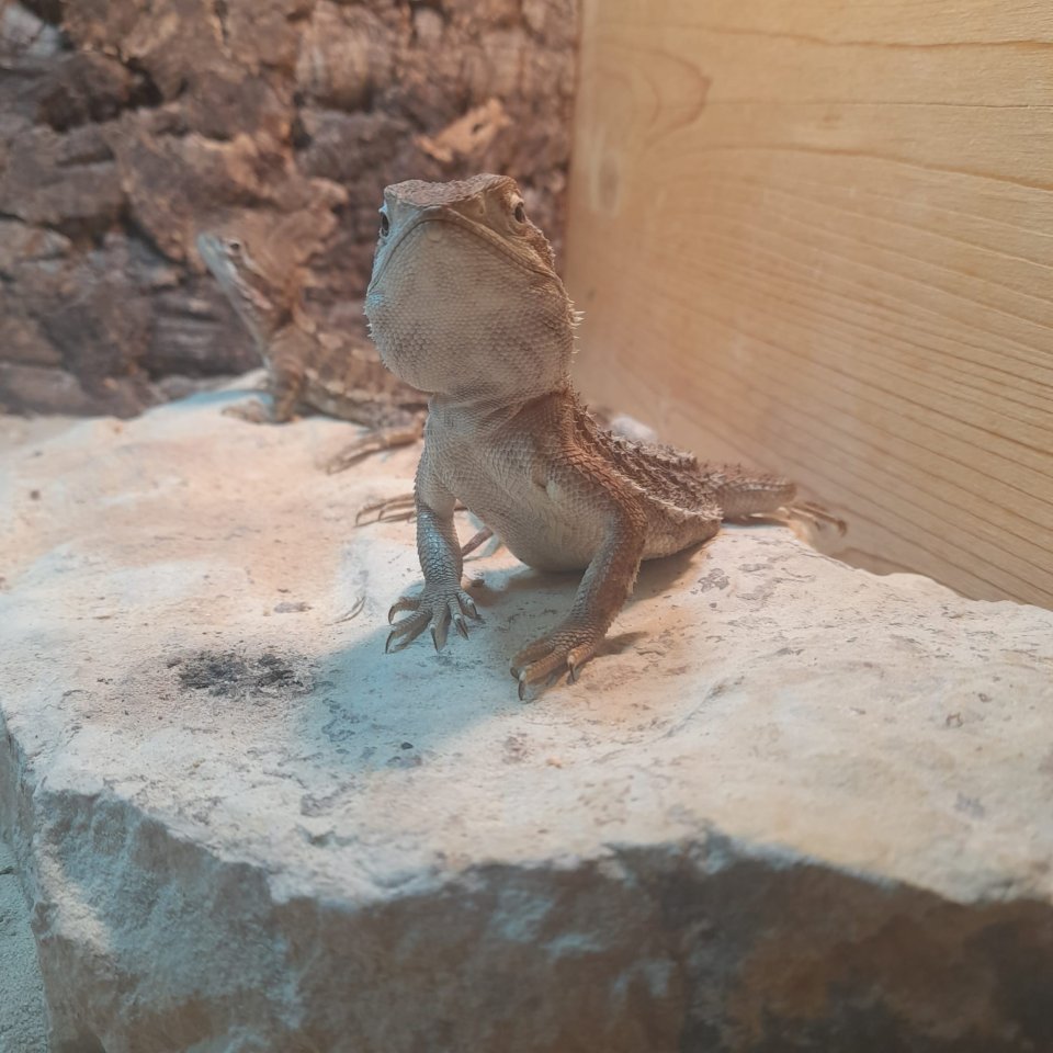 Zwei Zwergbartagamen abzugeben - Reptilien - Stadthagen