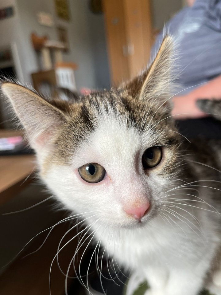 Kleiner chaot sucht dich - Katzen - Marienberg
