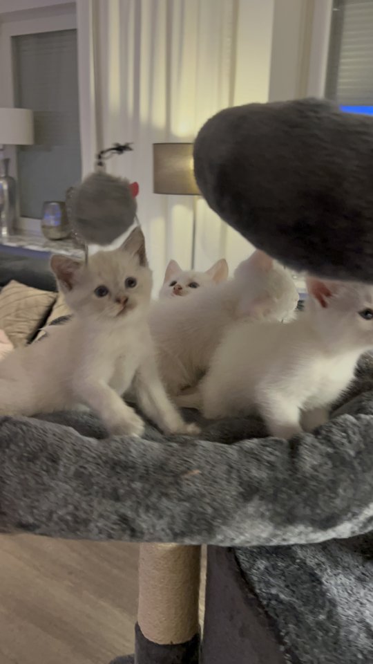 Türkisch angora Kitten - Katzen - Krefeld