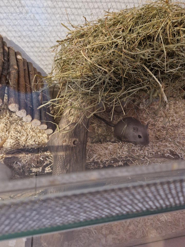 Süße Rennmäuse mit voller Ausstattung - Nagetiere - Sankt Augustin