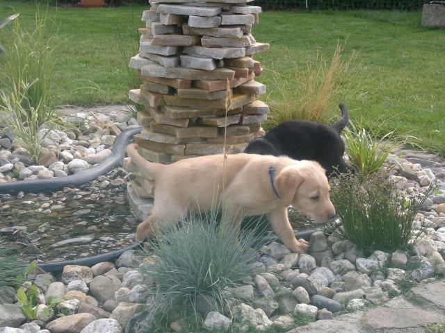 Labradorwelpen - Hunde - Veckenstedt