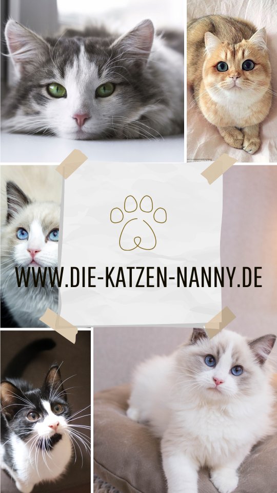 Mobile Katzenbetreuung/Katzensitting - Dienstleistungen - Büttelborn