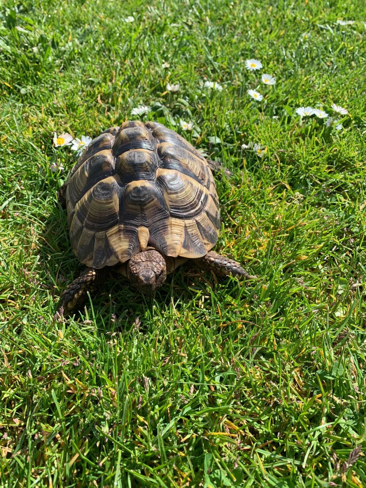 Adulte Griechische Landschildkröten zu verkaufen - Reptilien - Saarbrücken